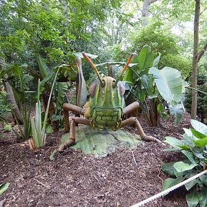 6/24/2016 - Grasshopper