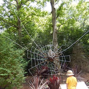 6/24/2016 - Spider (Species Help Please?)