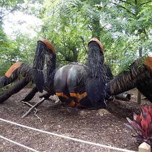 6/24/2016 - Mexican Red-Kneed Tarantula