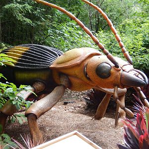 6/24/2016 - Bombardier Beetle