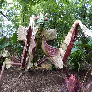 6/24/2016 - Devil's Flower Mantis