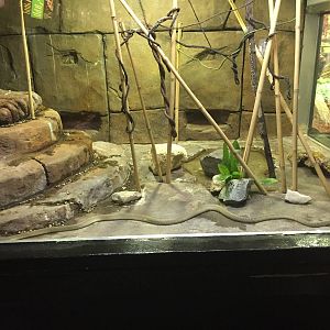 7/22/2016 - King Cobra Almost Full-Length