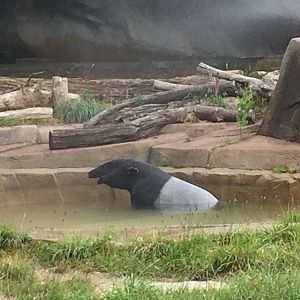 7/23/2016 - Maggie Enjoys Her New Pool