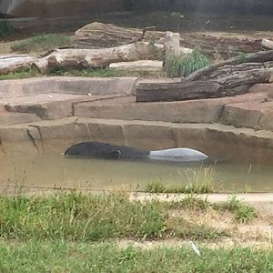 7/23/2016 - Malayan Tapir Cool Off