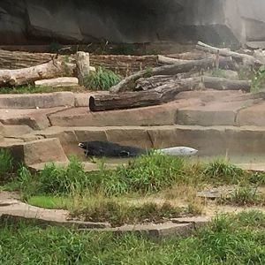 7/23/2016 - Malayan Tapir Cool Off