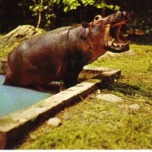 Catskill Game Farm Postcard