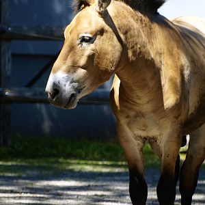 Przewalski's horse