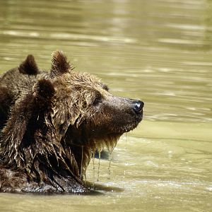 European brown bear