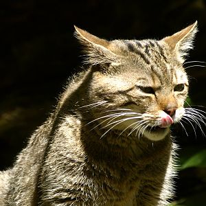European wildcat