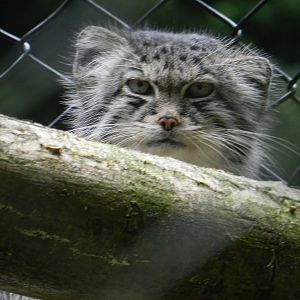 Pallas Cat