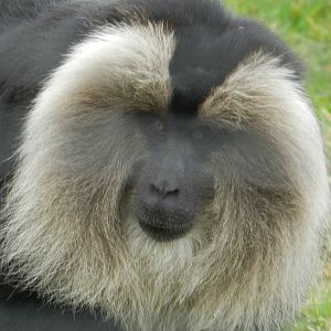 Lion Tailed Macaque