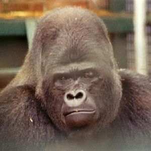 Djala the Gorilla