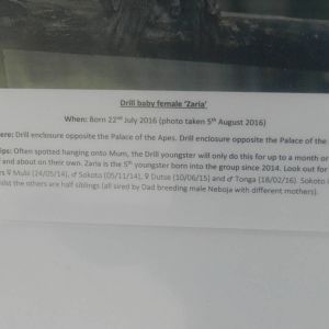 Recent Births at Port Lmypne