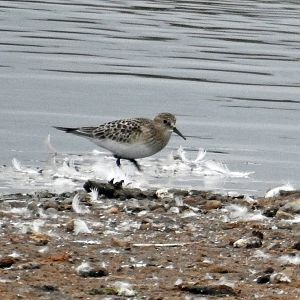 Baird's Sandpiper