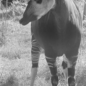 Sep. 2016 - Rhino Reserve - Okapi (Film)
