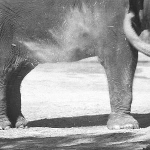 Sep. 2016 - Elephant Reserve - Jati (Film)