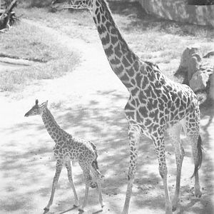 Sep. 2016 - Giraffe Ridge - Baby Cora and CeCe (Film)