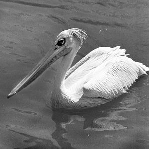 Sep. 2016 - Africa - Pink-backed Pelican (Film)
