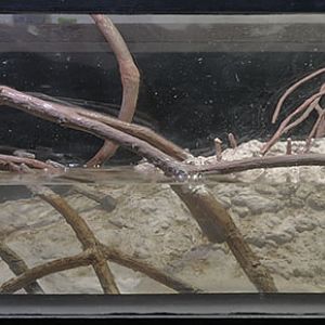 New Mudskipper Aquarium