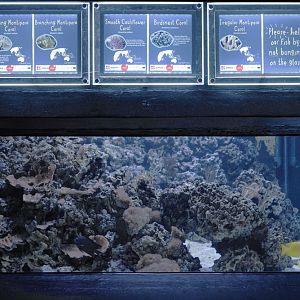 New Reef Aquarium (2)