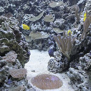 New Reef Aquarium (1)