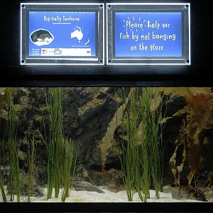 Pot-bellied Seahorse Aquarium