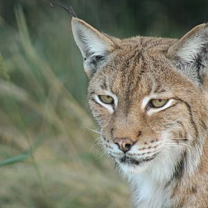 Eurasian Lynx - 11th September 2016