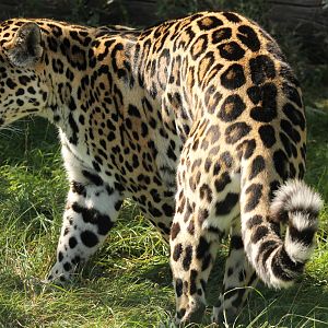 Jaguar - 11th September 2016