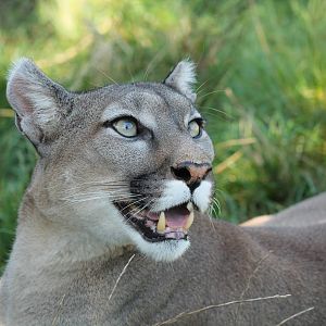 Puma - 11th September 2016