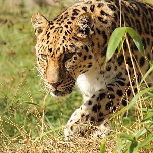 Amur Leopard - 11th September 2016