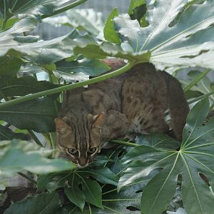 Rusty Spotted Cat - 11th September 2016