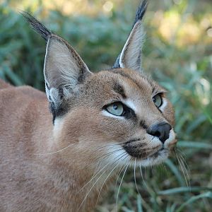 Caracal - 11th September 2016