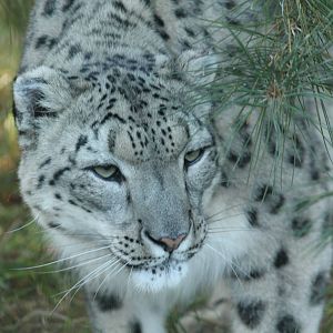 Snow Leopard - 11th September 2016