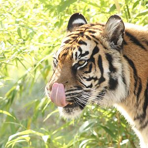 Sumatran Tiger - 11th September 2016