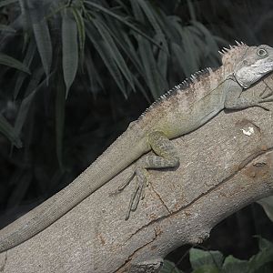 Arboreal agamid lizard
