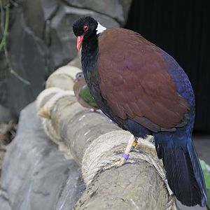 White-necked pheasant-pigeon