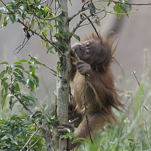 Practising orang lifeskills - climbing and destruction