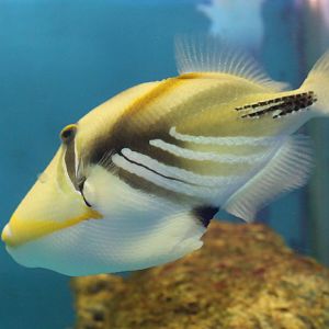 Picasso triggerfish