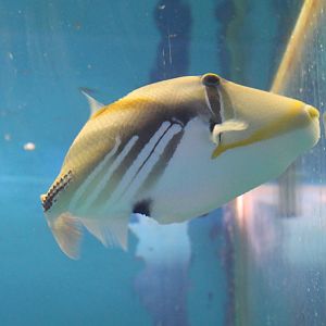 Picasso triggerfish