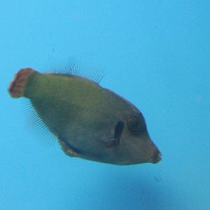 Pervagor janthinosoma