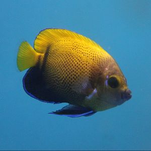 Blue-gildled angelfish