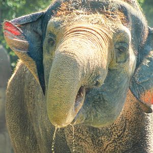 Sep. 2016 - Elephant Reserve - Schottzie