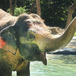 Sep. 2016 - Elephant Reserve - Schottzie