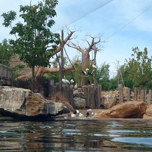 Hippo enclosure