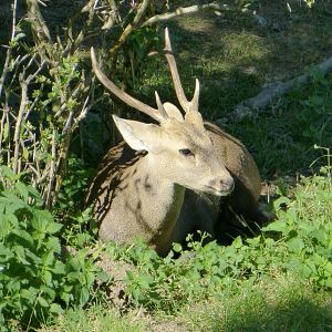 Hog deer
