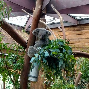 Koala house