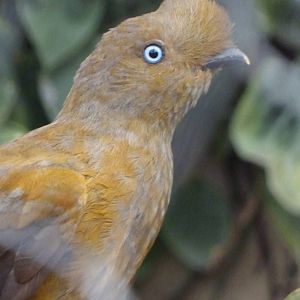 Female cock of the rock