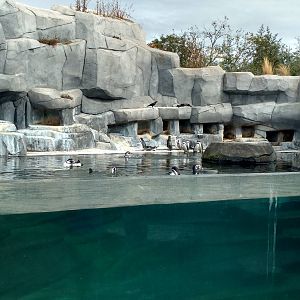Penguin enclosure