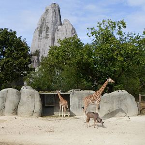 Giraffe and great rock