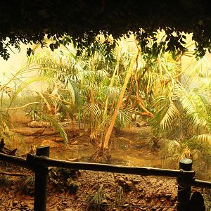 Sep. 2016 - Jungle Trails - Aviary (5 Species)